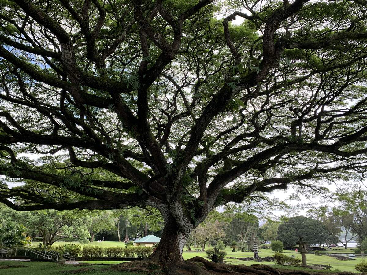 A giant monkeypod tree with a wide, spreading canopy in a green park